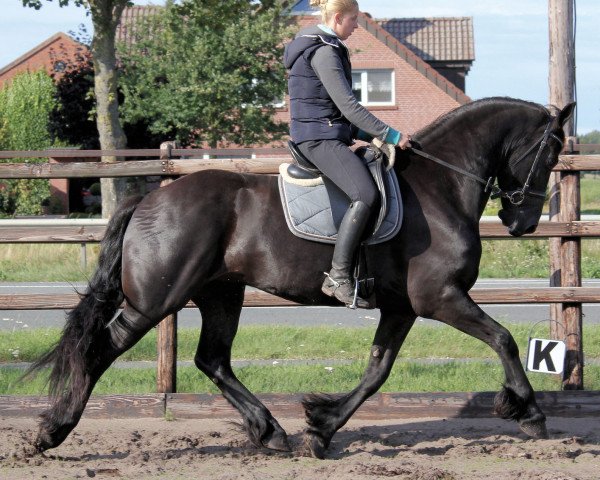 Pferd Freark (Friese, 2009, von Onne 376)