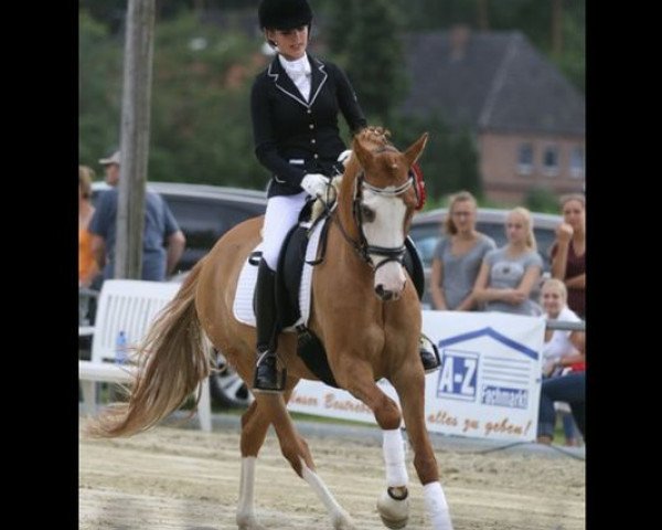 broodmare Daylight 242 (German Riding Pony, 2008, from FS Don't Worry)