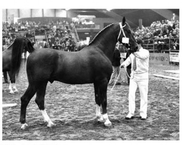 Deckhengst Unitas (Dutch Harness Horse/Tuigpaard, 1978, von Hoogheid)
