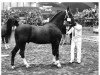 stallion Unitas (Dutch Harness Horse/Tuigpaard, 1978, from Hoogheid)
