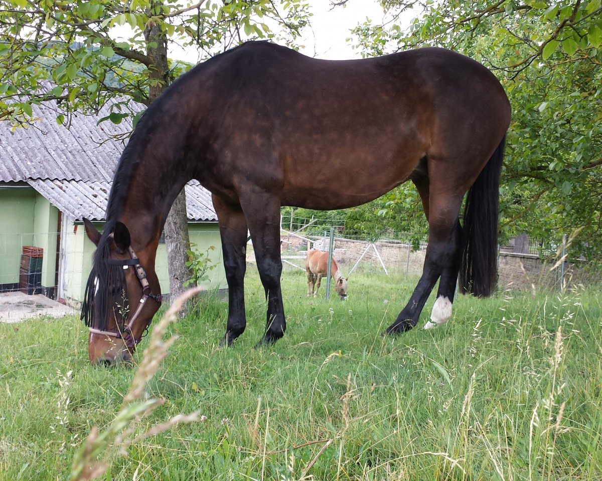 broodmare Hillery (Hessian Warmblood, 1998, from Heraldik xx)