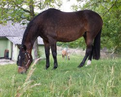 broodmare Hillery (Hessian Warmblood, 1998, from Heraldik xx)