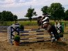 jumper Prinz von Bärenklau (Haflinger Mix, 2002)