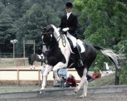 horse So What (KWPN (Royal Dutch Sporthorse), 1999, from Sambertino)