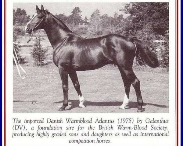 stallion Atlantus (Danish Warmblood, 1975, from Galanthus DH 221)