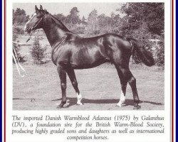 Deckhengst Atlantus (Dänisches Warmblut, 1975, von Galanthus DH 221)