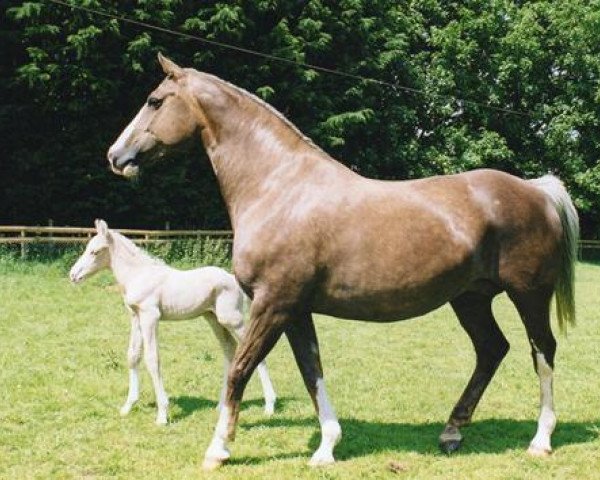 broodmare KB Etoile Filante (British Sport Horse, 1998, from KB Arc En Ciel)