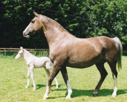 broodmare KB Etoile Filante (British Sport Horse, 1998, from KB Arc En Ciel)