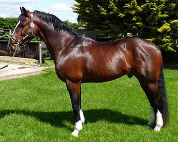 Pferd KB Etoile de Lumiere (British Sport Horse, 2004, von Sambertino)