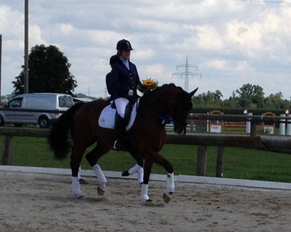 dressage horse Django Unchained H (Württemberger, 2009, from Don Diamond)