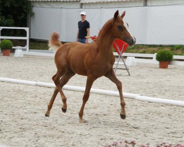 Deckhengst Golden Gate vdB (Deutsches Reitpony, 2014, von Golden State 2)