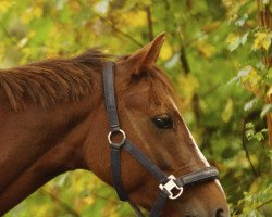 jumper Naicy Spicy (Little German Riding Horse, 2005, from Nuts)