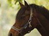 broodmare Kaylady (German Riding Pony, 2002, from Friedrichshof Kaisergun)