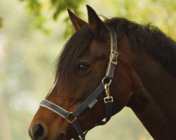 Springpferd Kaylady (Deutsches Reitpony, 2002, von Friedrichshof Kaisergun)