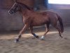 jumper Concetta (Oldenburg show jumper, 2010, from Concetto)