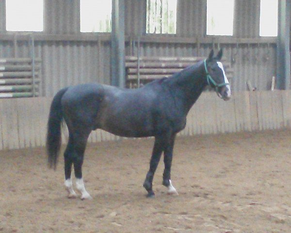 horse Leo 119 (German Warmblood, 1990, from Luxus)