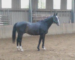 horse Leo 119 (German Warmblood, 1990, from Luxus)