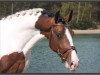 dressage horse Don John (KWPN (Royal Dutch Sporthorse), 2008, from Glock's Johnson Tn)