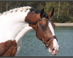 dressage horse Don John (KWPN (Royal Dutch Sporthorse), 2008, from Glock's Johnson Tn)