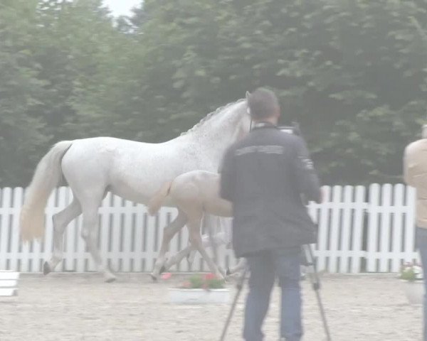 Stuten- und Fohlenschau Friedewalde 2018