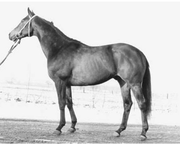 stallion Paradiso xx (Thoroughbred, 1964, from Parthia xx)