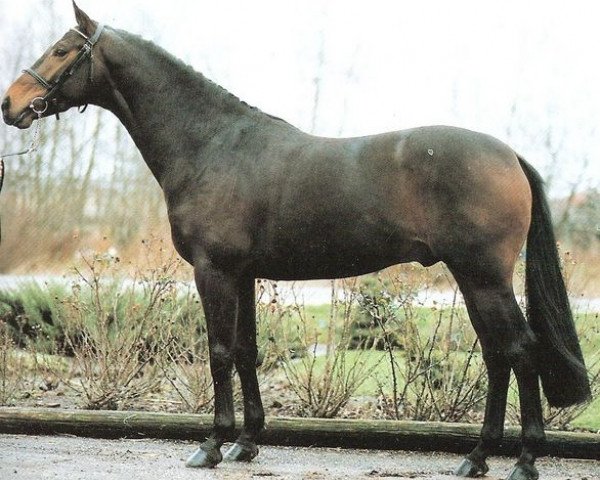 Deckhengst Festival (Koninklijk Warmbloed Paardenstamboek Nederland (KWPN), 1987, von Saros xx)
