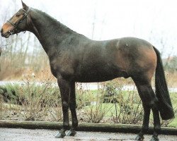 Deckhengst Festival (KWPN (Niederländisches Warmblut), 1987, von Saros xx)