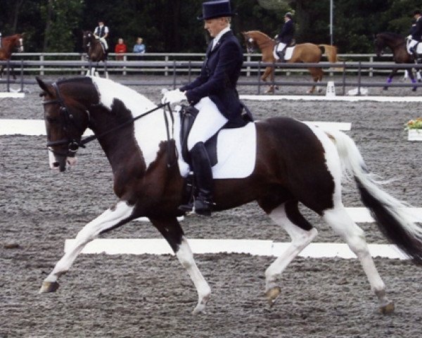 horse Tamberonie (KWPN (Royal Dutch Sporthorse), 2000, from Sambertino)