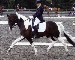 horse Tamberonie (KWPN (Royal Dutch Sporthorse), 2000, from Sambertino)