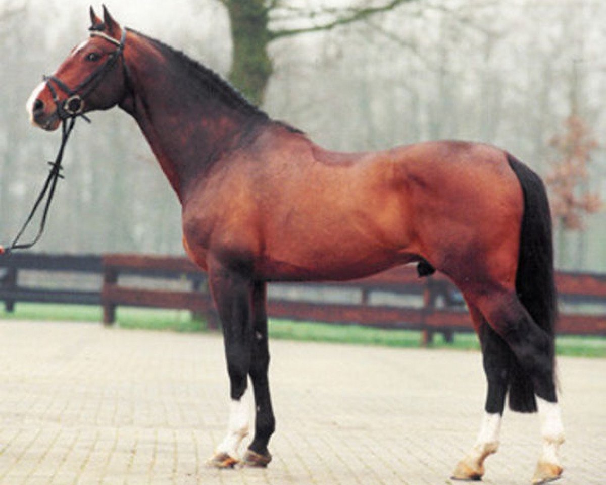 Deckhengst Ikoon (KWPN (Niederländisches Warmblut), 1990, von Libero H)