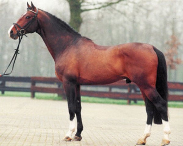Deckhengst Ikoon (Koninklijk Warmbloed Paardenstamboek Nederland (KWPN), 1990, von Libero H)