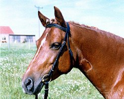 broodmare Cleopatra (German Riding Pony,  , from Diplomat)