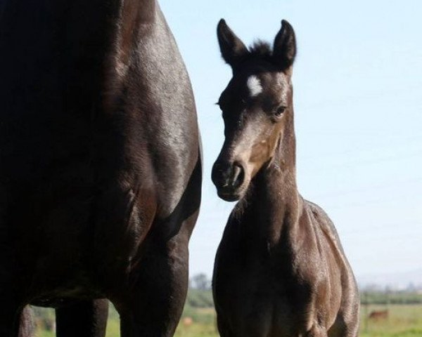 dressage horse Ivy League (KWPN (Royal Dutch Sporthorse), 2013, from Bordeaux 28)