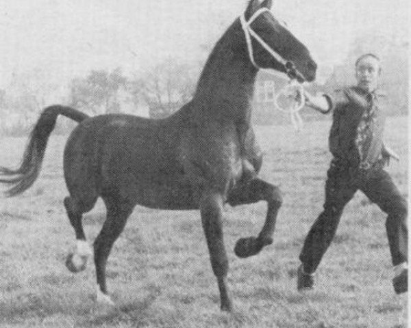 stallion Natuur (KWPN (Royal Dutch Sporthorse), 1972, from Gloriant)