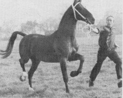 Deckhengst Natuur (KWPN (Niederländisches Warmblut), 1972, von Gloriant)