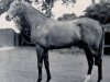 broodmare Queen of Light xx (Thoroughbred, 1949, from Borealis xx)