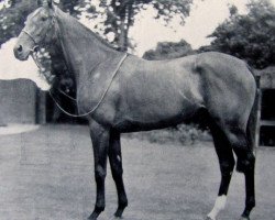 broodmare Queen of Light xx (Thoroughbred, 1949, from Borealis xx)