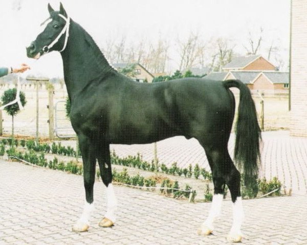 Deckhengst Droomwals (Koninklijk Warmbloed Paardenstamboek Nederland (KWPN), 1985, von Waterman)