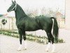 Deckhengst Droomwals (Koninklijk Warmbloed Paardenstamboek Nederland (KWPN), 1985, von Waterman)