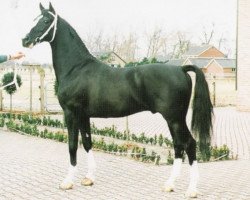 Deckhengst Droomwals (KWPN (Niederländisches Warmblut), 1985, von Waterman)