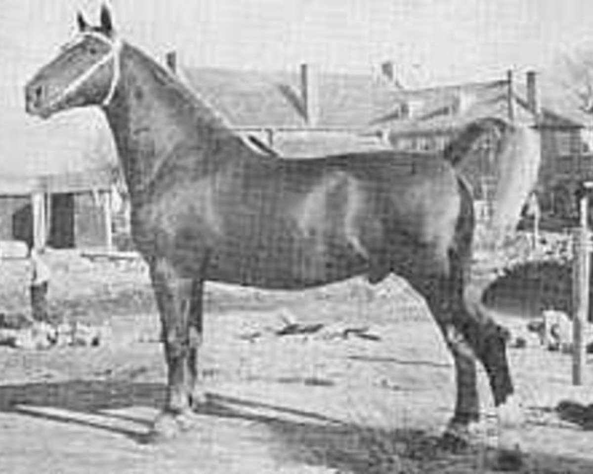 Deckhengst Novum (Gelderländer, 1945, von Hertog van Gelre)