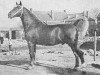 stallion Novum (Gelderland, 1945, from Hertog van Gelre)