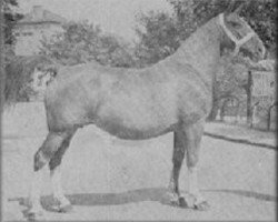 broodmare Jaconda (Gelderland, 1929, from Domburg)