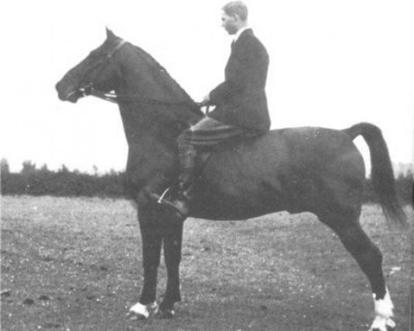 stallion Ot van Wittenstein (Gelderland, 1932, from Reveil AN)