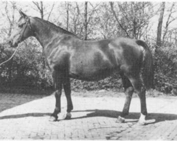 broodmare Denderose (KWPN (Royal Dutch Sporthorse), 1962, from Karolus van Wittenstein)