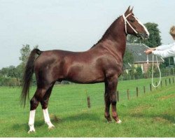 stallion Locomotief (KWPN (Royal Dutch Sporthorse), 1970, from Hoogheid)