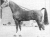 stallion Tango (KWPN (Royal Dutch Sporthorse), 1977, from Locomotief)