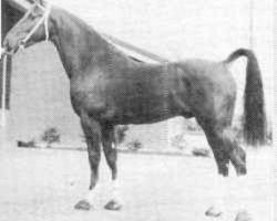 stallion Tango (KWPN (Royal Dutch Sporthorse), 1977, from Locomotief)