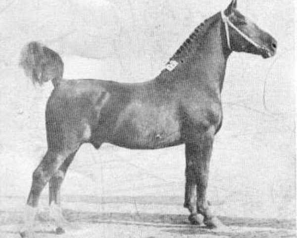 stallion Rigismund (Groningen, 1929, from Sultan II)