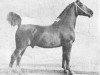 stallion Rigismund (Groningen, 1929, from Sultan II)